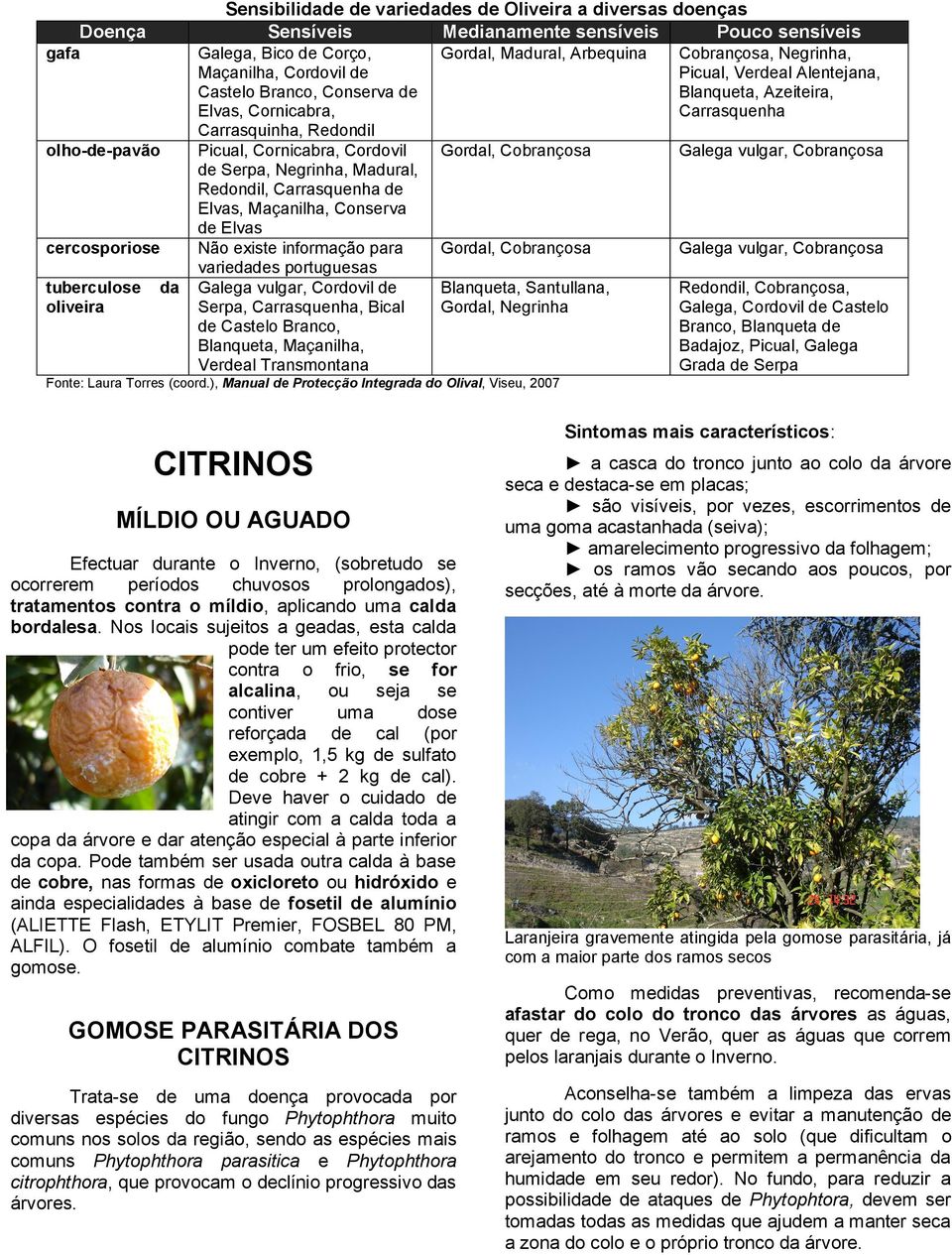 Conserva de Elvas Não existe informação para variedades portuguesas Galega vulgar, Cordovil de Serpa, Carrasquenha, Bical de Castelo Branco, Blanqueta, Maçanilha, Verdeal Transmontana Gordal,