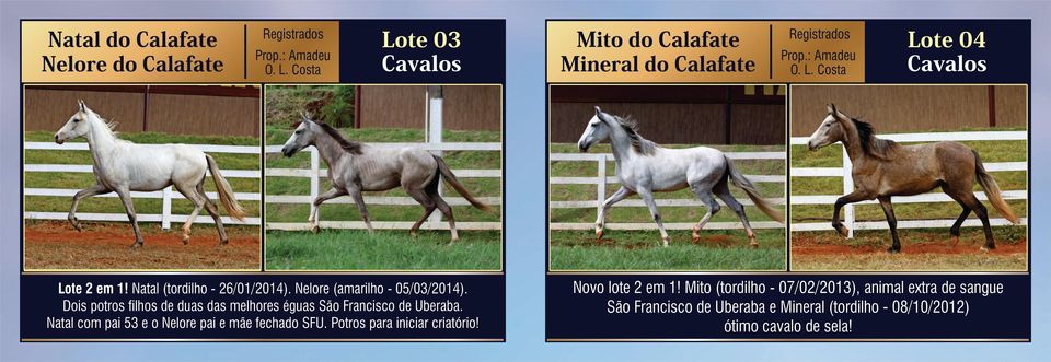 Natal com pai 53 e o Nelore pai e mãe fechado SFU. Potros para iniciar criatório! Mito do Calafate Mineral do Calafate Registrados Prop.