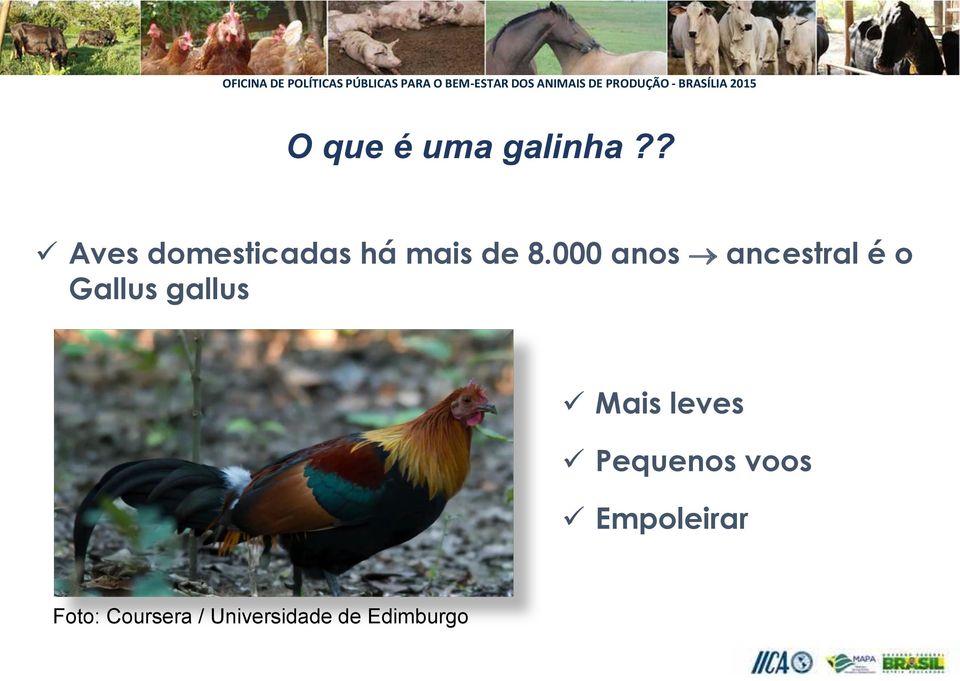 000 anos ancestral é o Gallus gallus Mais