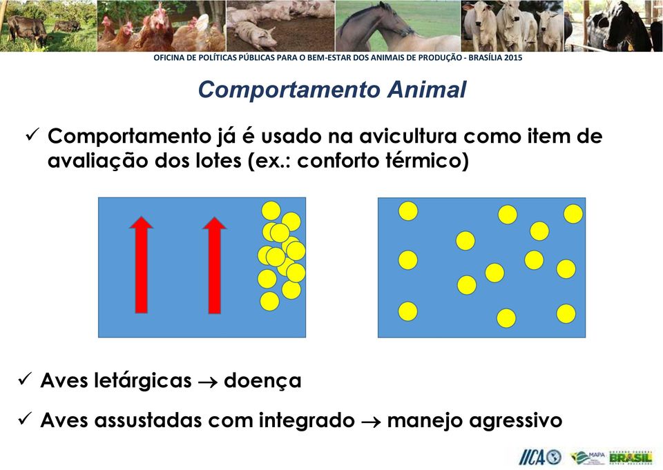 : conforto térmico) Aves letárgicas