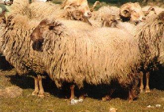 b) Campaniça A ovelha campaniça é do ciclo ovárico contínuo.