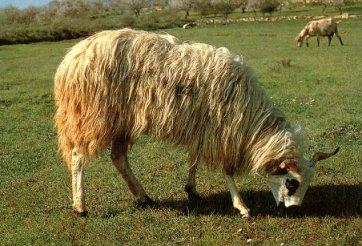 d) Churra Algarvia A ovelha churra algarvia tem bons índices reprodutivos (Quadro 1). É de ciclo ovárico contínuo, condicionando-se as épocas de cobrição aos fatores alimentar e de mercado.