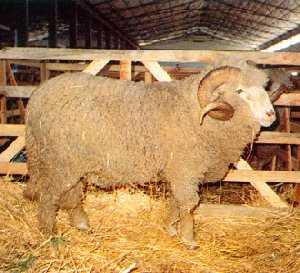 j) Merino da Beira Baixa Em regra, a ovelha merino da Beira Baixa é explorada no regime tradicional de um parto por ano, o qual se verifica no fim do verão ou princípios de outono, correspondente a