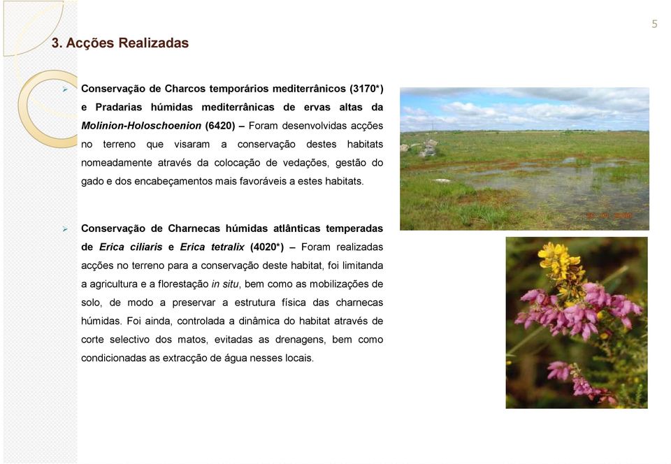 Conservação de Charnecas húmidas atlânticas temperadas de Erica ciliaris e Erica tetralix (4020*) Foram realizadas acções no terreno para a conservação deste habitat, foi limitanda a agricultura e a