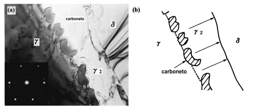 Capitulo III - Revisão Bibliográfica 57 Figura 14 - Ilustração da precipitação de M23C6 e γ2 a partir da interface, seguida de precipitação de σ. Fonte: LEE et al. (1999).