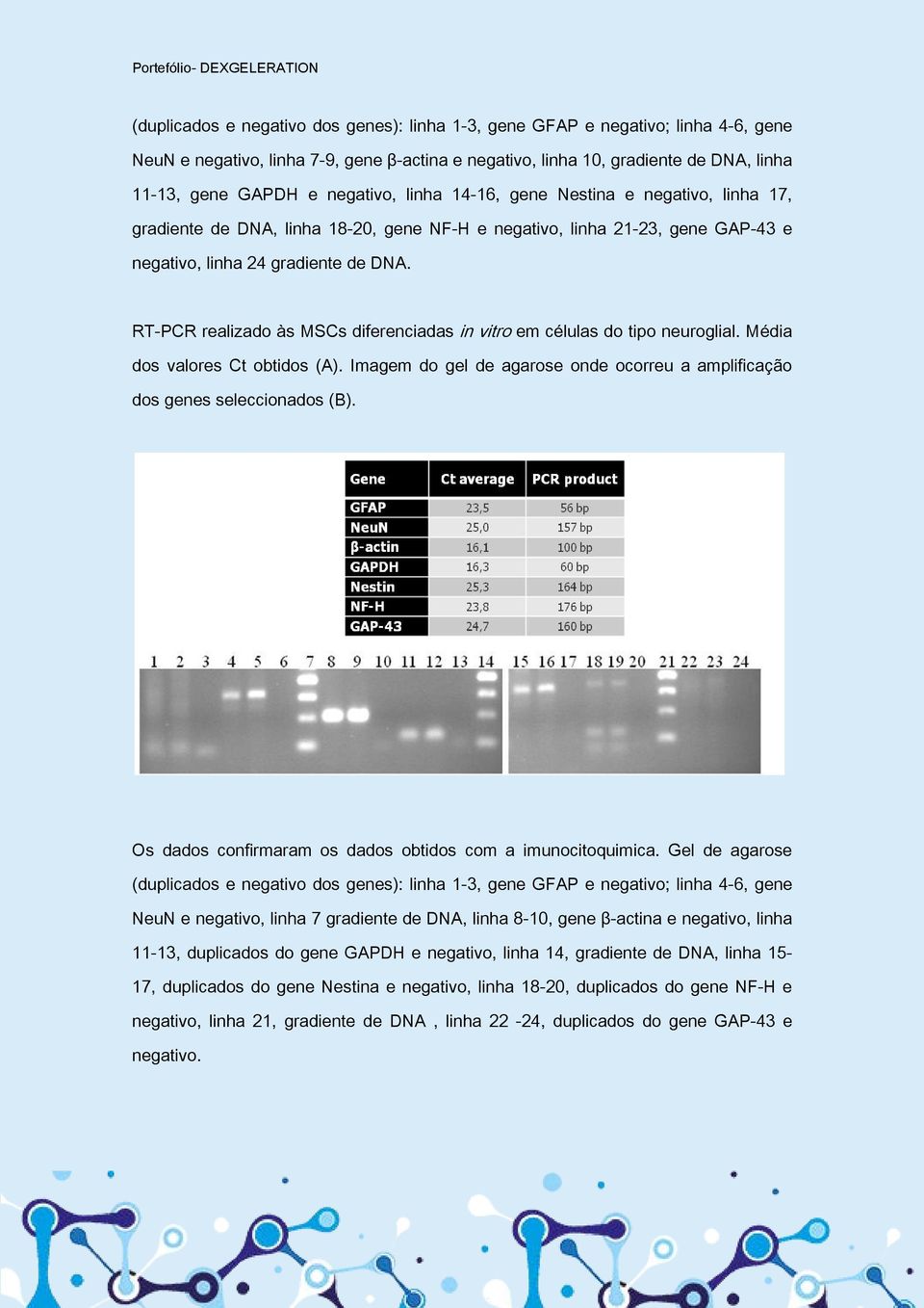 RT-PCR realizado às MSCs diferenciadas in vitro em células do tipo neuroglial. Média dos valores Ct obtidos (A). Imagem do gel de agarose onde ocorreu a amplificação dos genes seleccionados (B).