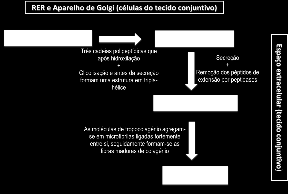 extensão (que contém resíduos de cisteína) de cadeias vizinhas); previnem a agregação prematura da tripla hélice antes da secreção para o meio extracelular] Após a formação da tripla hélice não