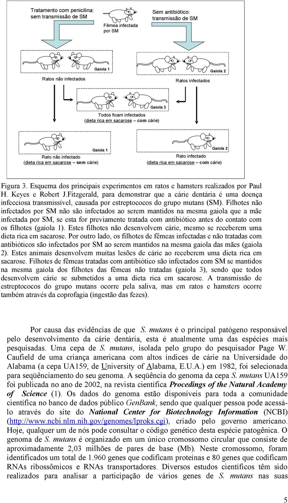 Esquema dos principais experimentos em ratos e hamsters realizados por Paul H. Keyes e Robert J.