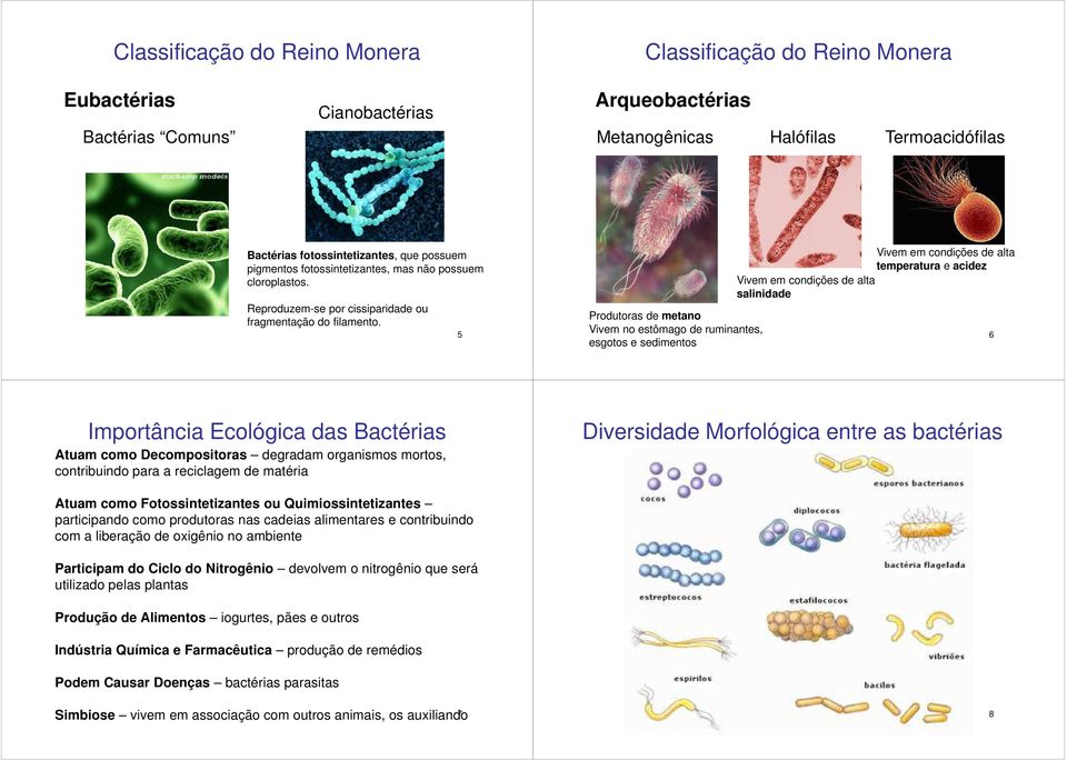 5 Produtoras de metano Vivem no estômago de ruminantes, esgotos e sedimentos Vivem em condições de alta salinidade Vivem em condições de alta temperatura e acidez 6 Importância Ecológica das