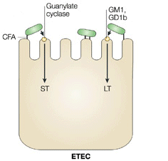 ii.1) Mecanismos de patogenicidade ii.1.1) E. coli enterotoxigénica Os diferentes grupos patogénicos da E. coli possuem diferentes mecanismos de patogenicidade entre si. Assim, a E.