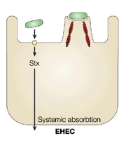 microtrombos e, consequentemente, associada a sinais neurológicos flutuantes (Pessegueiro e Pires, 2005). Figura 14 Mecanismo de patogenicidade de E.