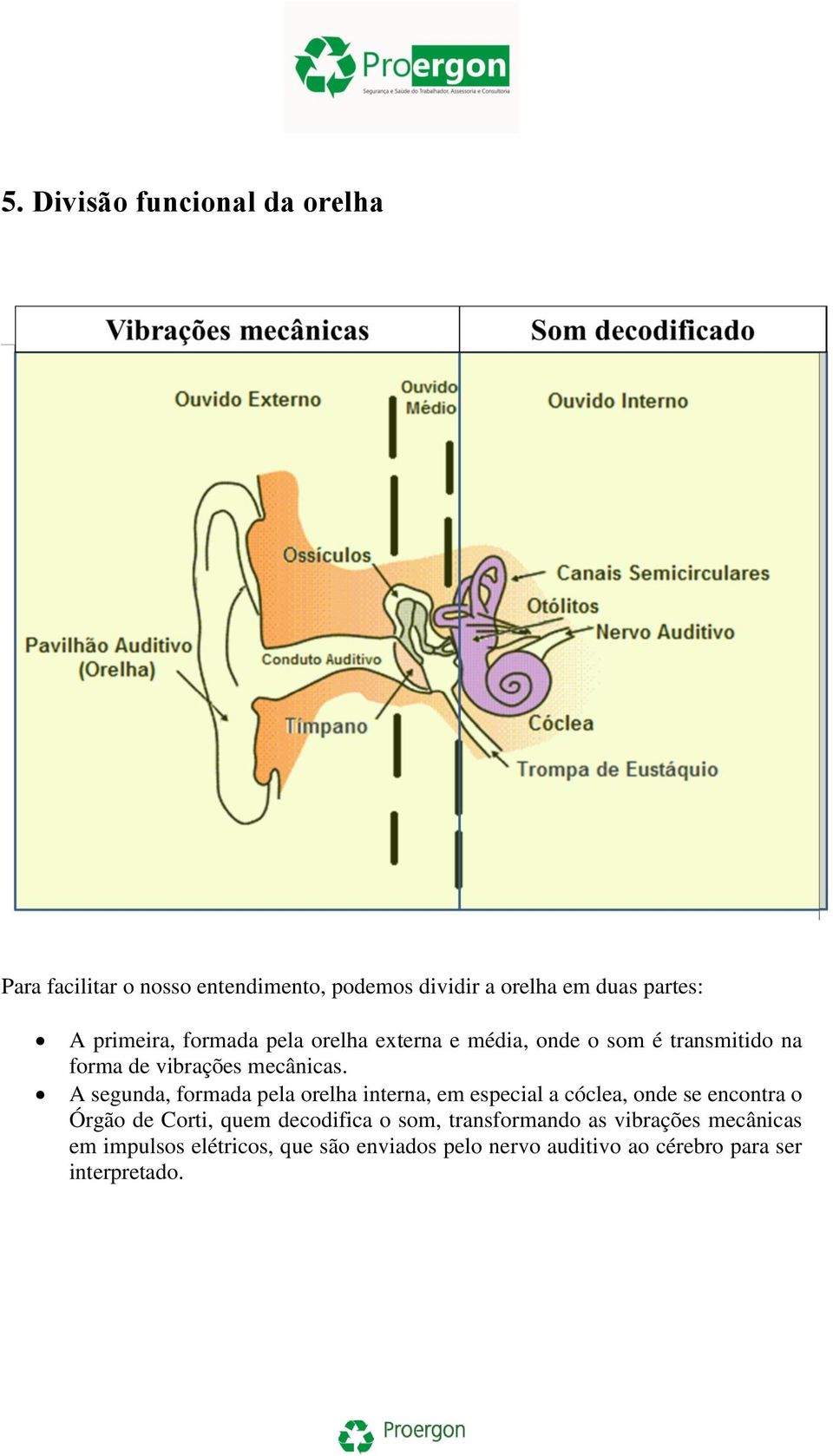 A segunda, formada pela orelha interna, em especial a cóclea, onde se encontra o Órgão de Corti, quem decodifica o