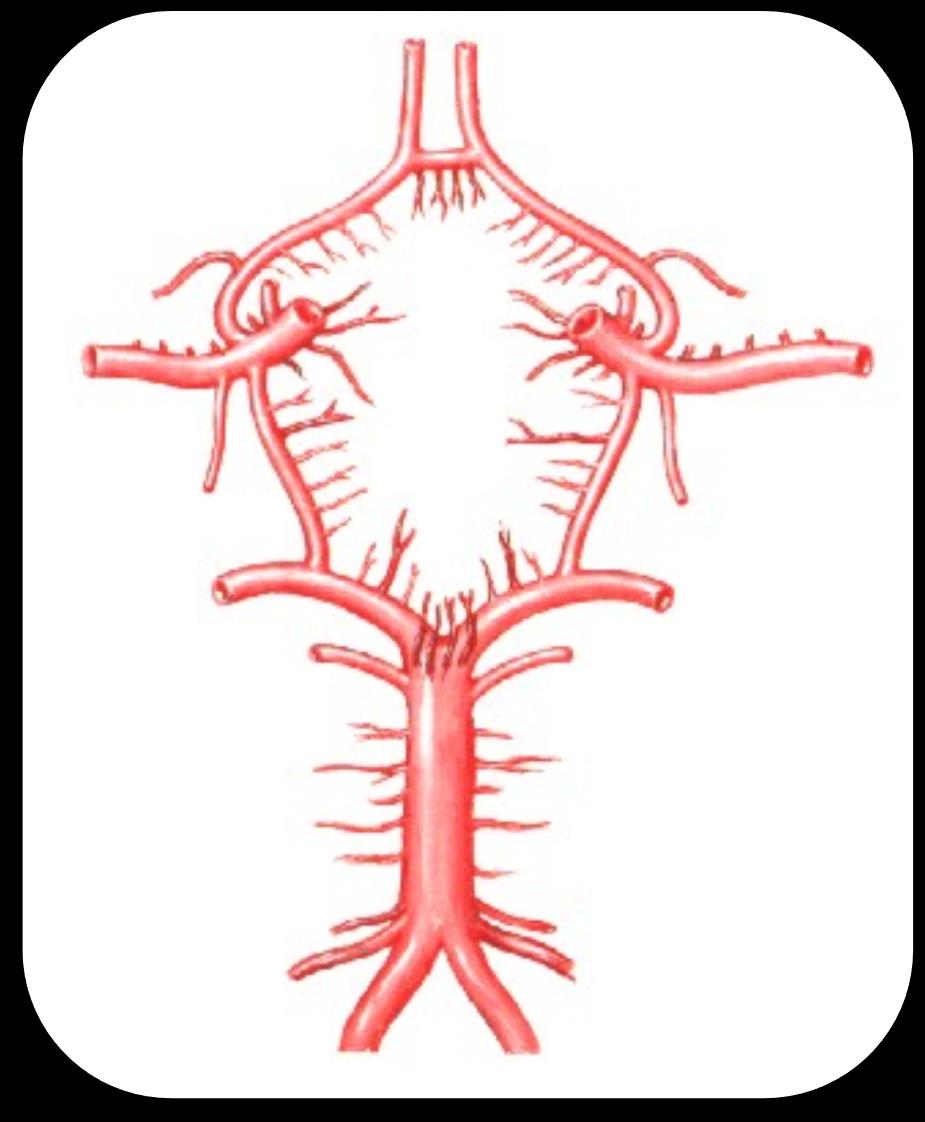 Sistema circulatório - Circulo Arterial Cerebral Artéria Comunicante Anterior Artéria Cerebral Anterior Artéria