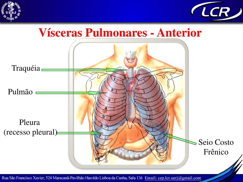 Pulmão Pleura (recesso