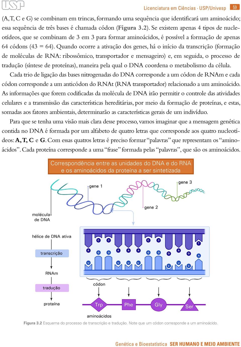 Quando ocorre a ativação dos genes, há o início da transcrição (formação de moléculas de RNA: ribossômico, transportador e mensageiro) e, em seguida, o processo de tradução (síntese de proteínas),