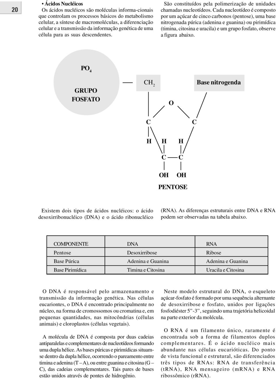 Cada nucleotídeo é composto por um açúcar de cinco carbonos (pentose), uma base nitrogenada púrica (adenina e guanina) ou pirimídica (timina, citosina e uracila) e um grupo fosfato, observe a figura