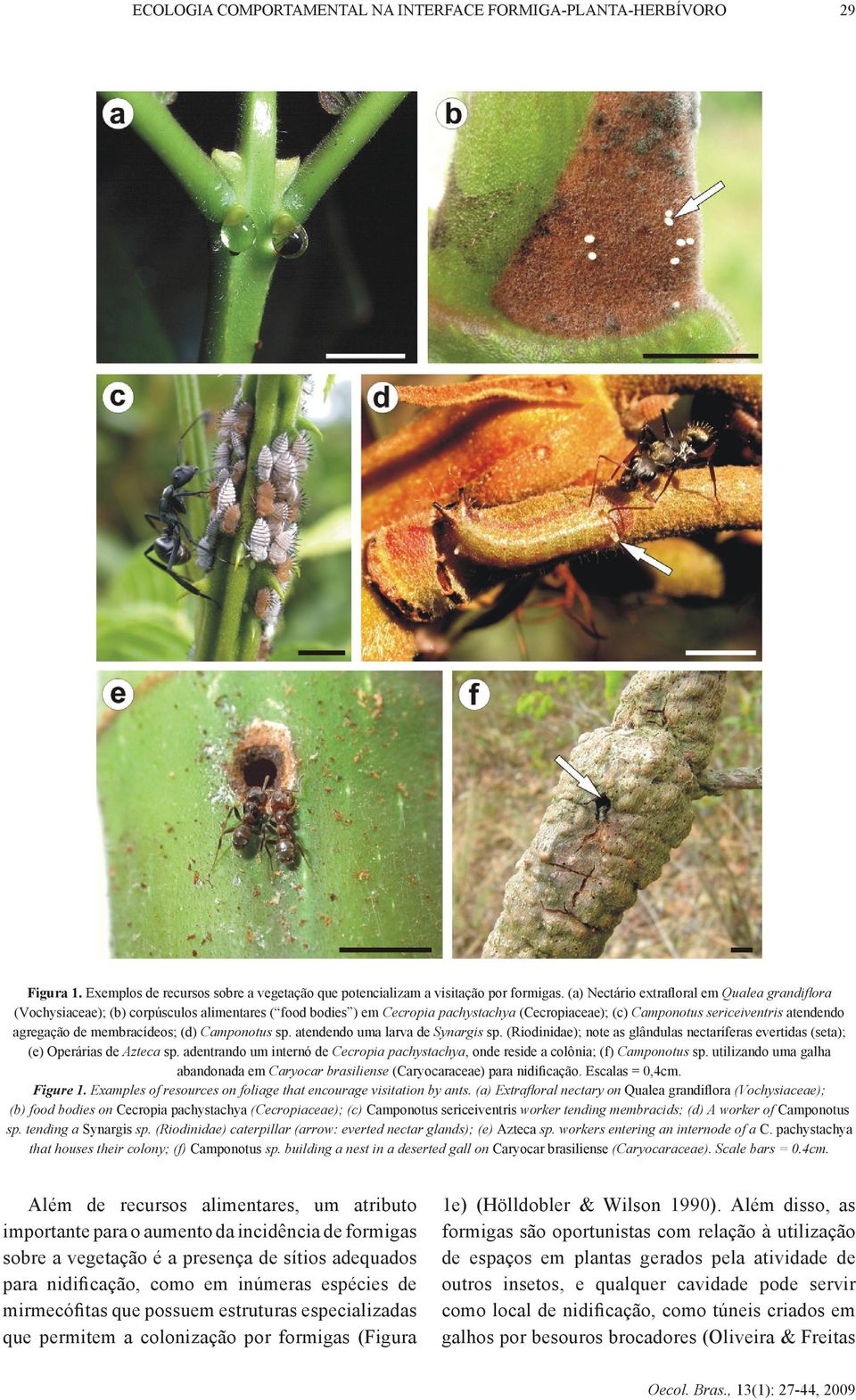 de membracídeos; (d) Camponotus sp. atendendo uma larva de Synargis sp. (Riodinidae); note as glândulas nectaríferas evertidas (seta); (e) Operárias de Azteca sp.