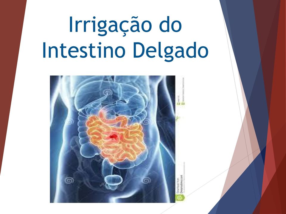 Intestino