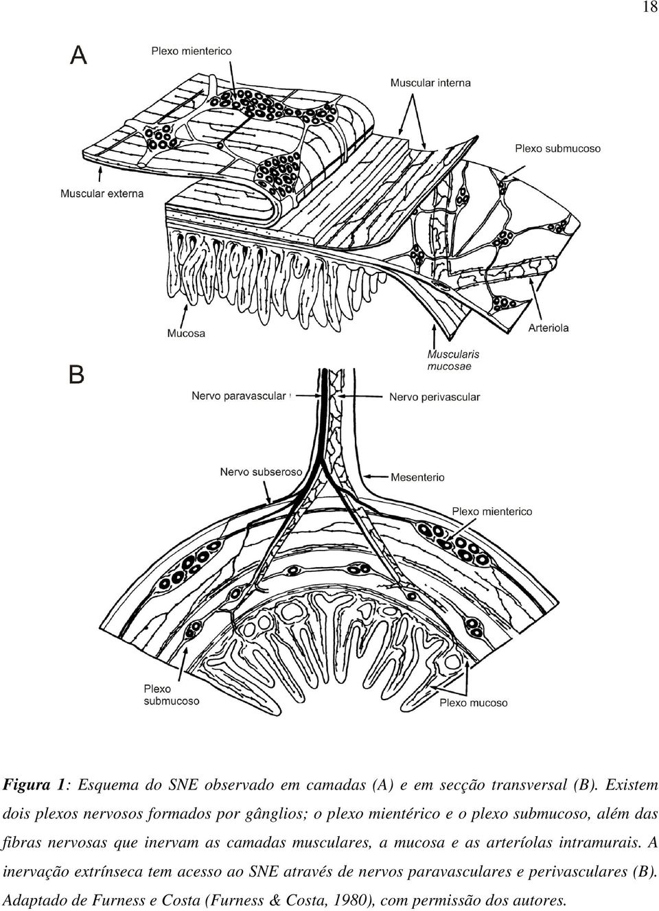 nervosas que inervam as camadas musculares, a mucosa e as arteríolas intramurais.