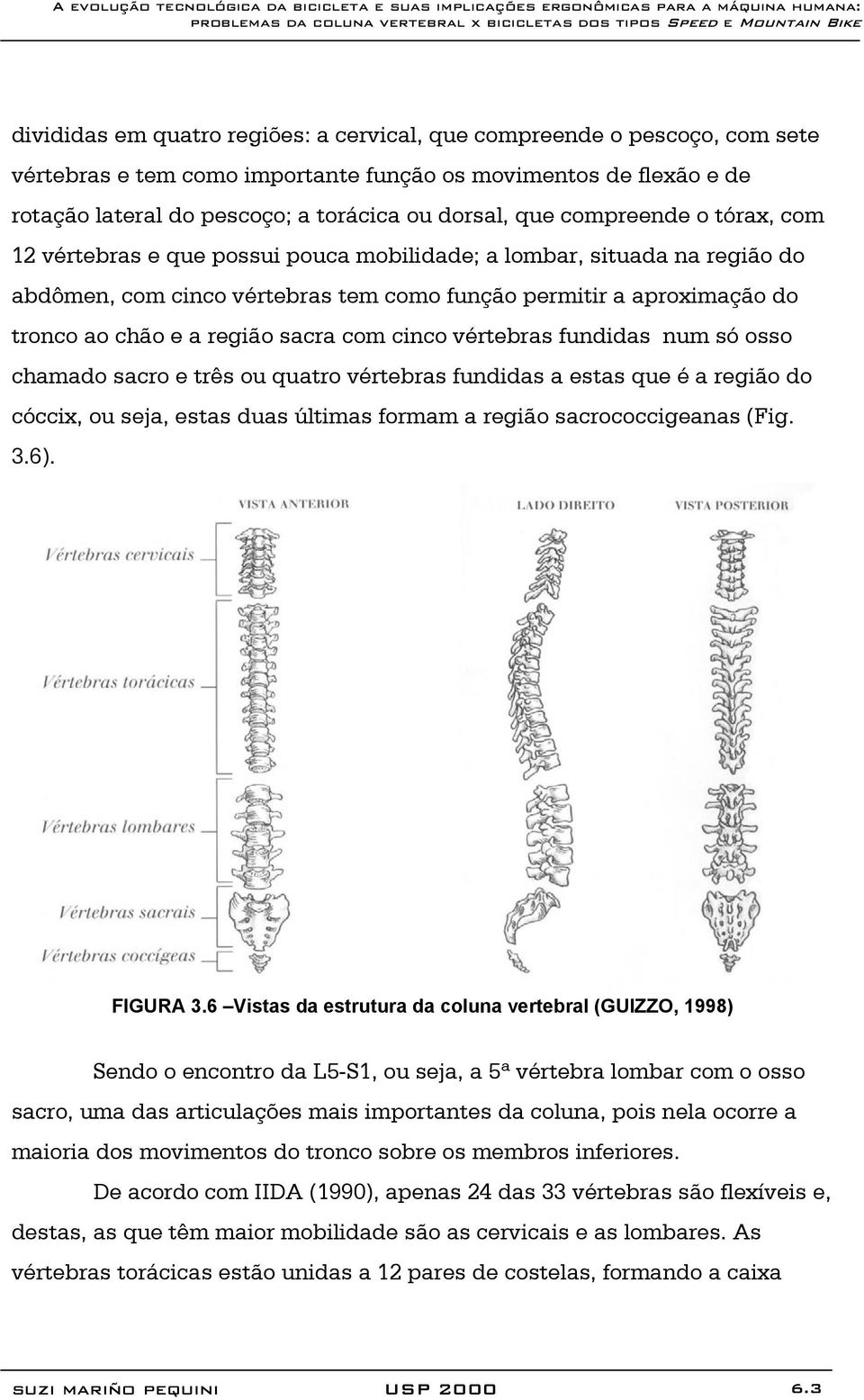 sacra com cinco vértebras fundidas num só osso chamado sacro e três ou quatro vértebras fundidas a estas que é a região do cóccix, ou seja, estas duas últimas formam a região sacrococcigeanas (Fig. 3.