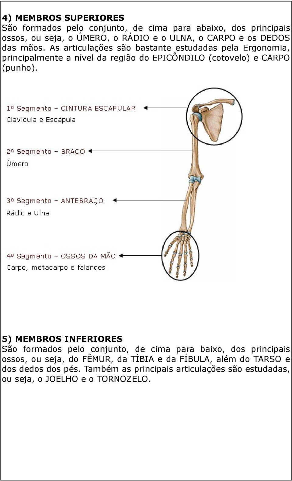 As articulações são bastante estudadas pela Ergonomia, principalmente a nível da região do EPICÔNDILO (cotovelo) e CARPO (punho).