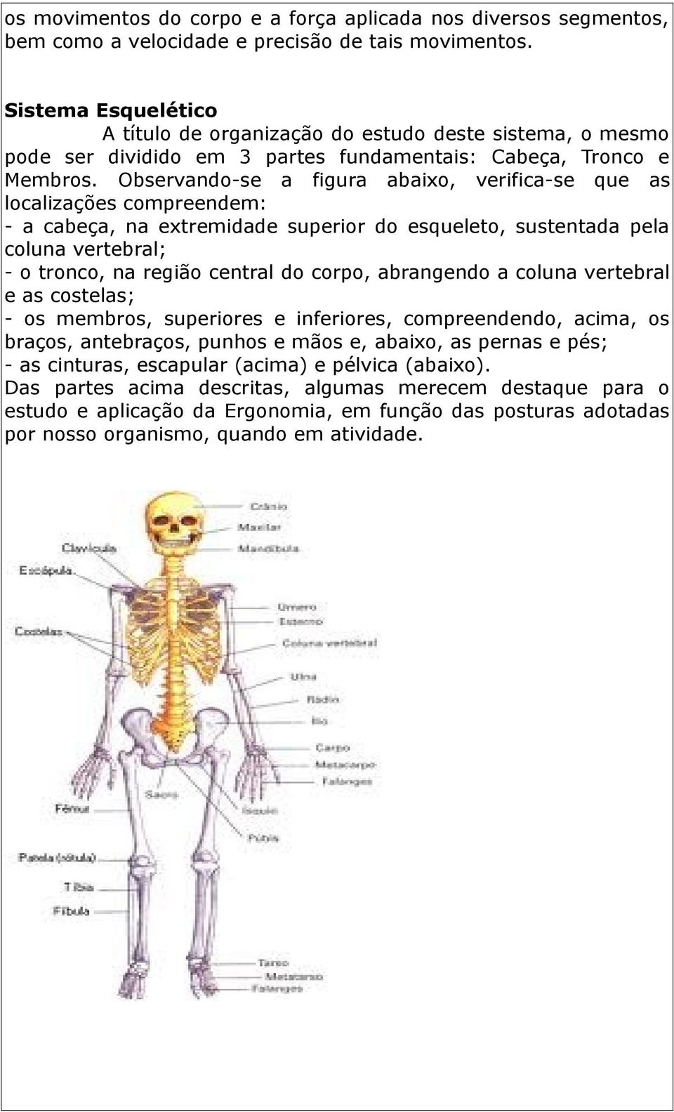 Observando-se a figura abaixo, verifica-se que as localizações compreendem: - a cabeça, na extremidade superior do esqueleto, sustentada pela coluna vertebral; - o tronco, na região central do corpo,