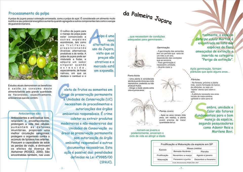 O cultivo da juçara para o manejo da polpa pode estar consorciado a outras espécies econômicas, tais como as frutíferas, proporcionando diversas alternativas produtivas e de renda.