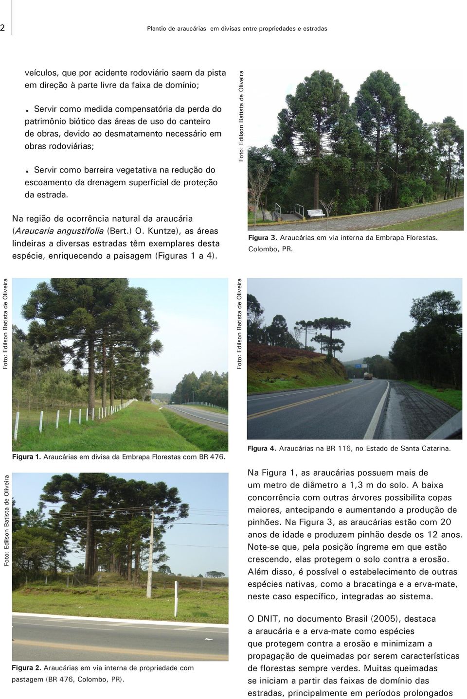 Servir como barreira vegetativa na redução do escoamento da drenagem superficial de proteção da estrada. Na região de ocorrência natural da araucária (Araucaria angustifolia (Bert.) O.