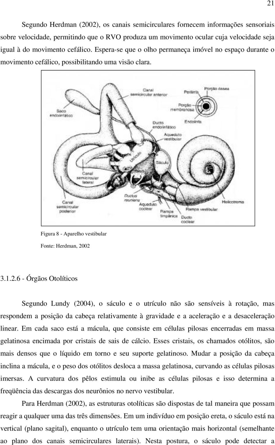 02 3.1.2.6 - Órgãos Otolíticos Segundo Lundy (2004), o sáculo e o utrículo não são sensíveis à rotação, mas respondem a posição da cabeça relativamente à gravidade e a aceleração e a desaceleração linear.