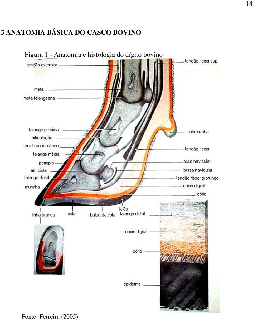 Anatomia e histologia do