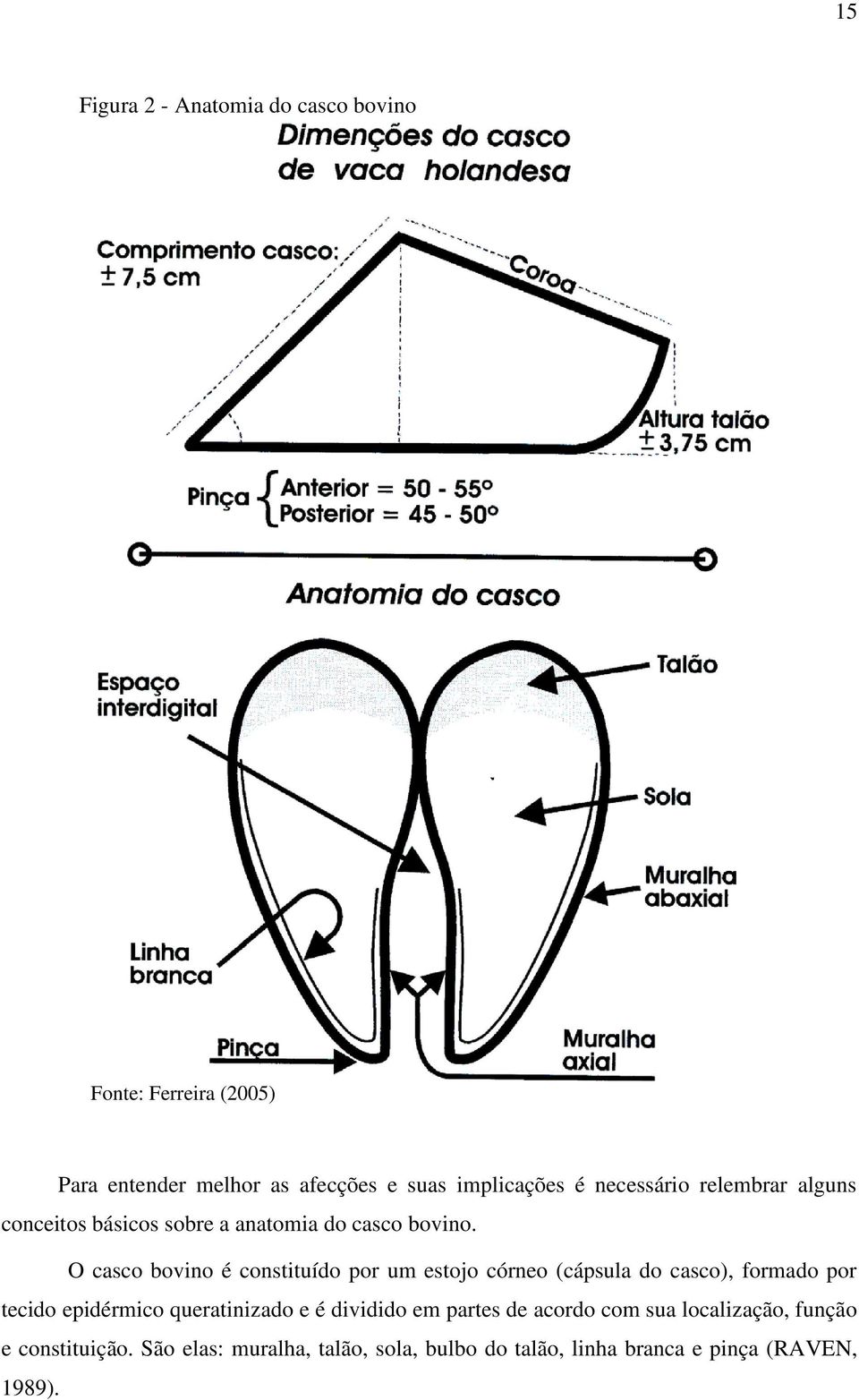 O casco bovino é constituído por um estojo córneo (cápsula do casco), formado por tecido epidérmico queratinizado e é