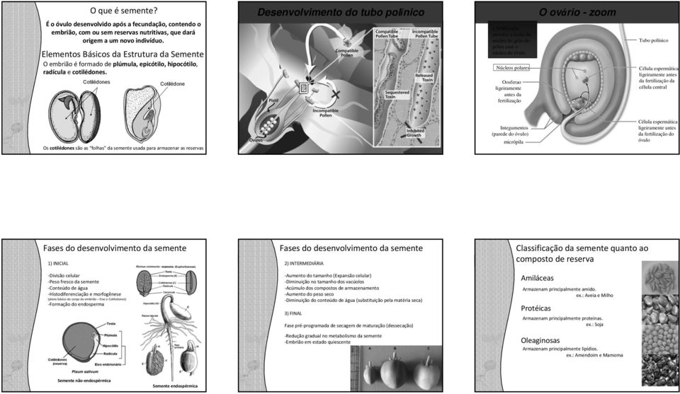 Cotilédones Cotilédone Desenvolvimento do tuo polínico fertilizção envolve fusão do núcleo do grão-depólen com o núcleo do óvulo Núcleos polres Oosfero ligeirmente ntes d fertilizção O ovário - zoom