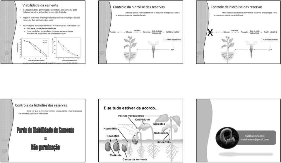 4ºC Controle d hidrólise ds reservs Um vez que s reservs tenhm se exurido respirção cess e semente perde su viilidde Glicólise Amido Glicose iruvto Ciclo do ácido tricroxílico NADH e FADH2 Cdei