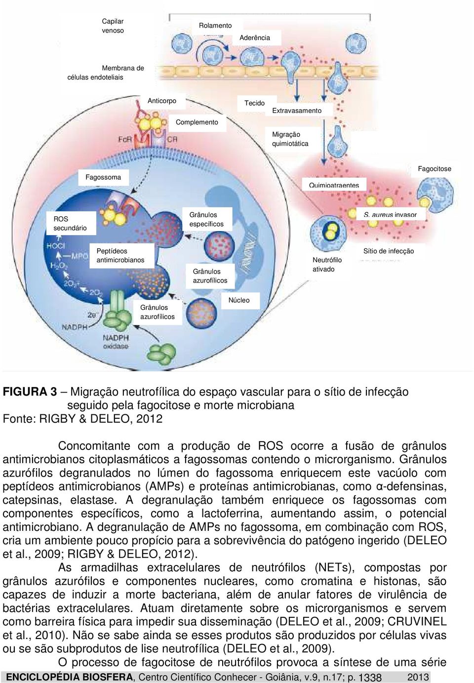 aureus invasor Peptídeos antimicrobianos Grânulos azurofílicos Neutrófilo ativado Sítio de infecção Grânulos azurofílicos Núcleo FIGURA 3 Migração neutrofílica do espaço vascular para o sítio de