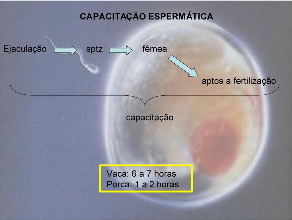 a fertilização capacitação