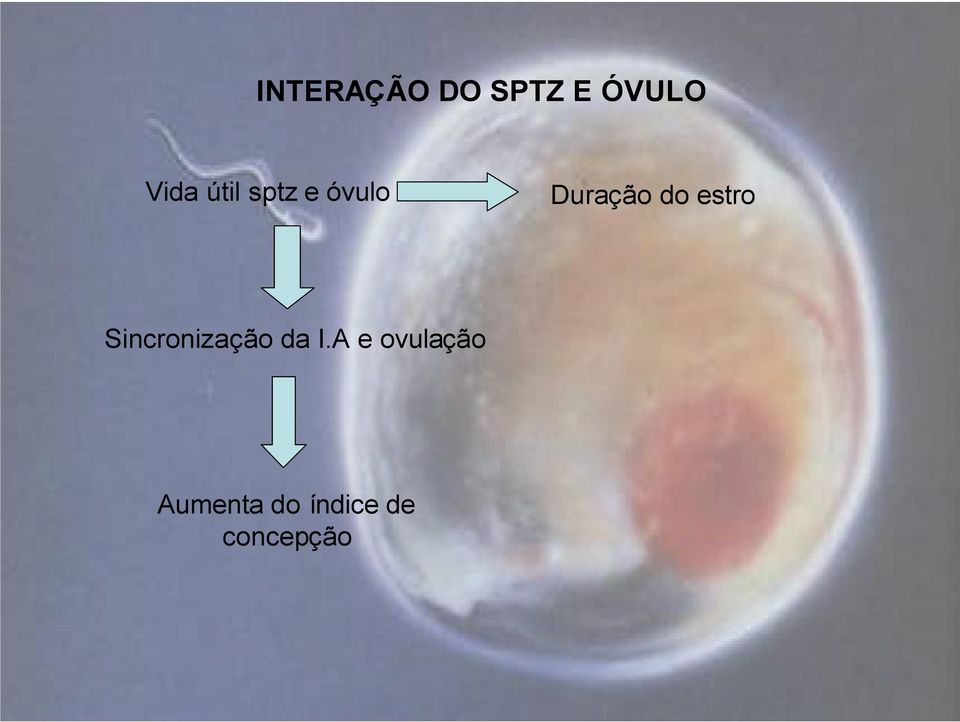 estro Sincronização da I.