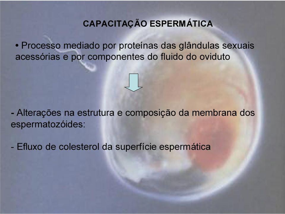 oviduto - Alterações na estrutura e composição da membrana