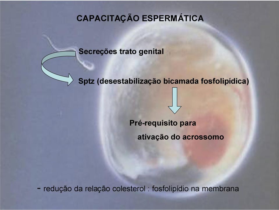 Pré-requisito para ativação do acrossomo -