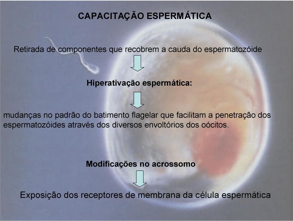 que facilitam a penetração dos espermatozóides através dos diversos envoltórios