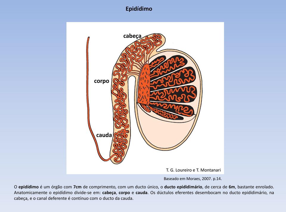 de 6m, bastante enrolado. Anatomicamente o epidídimo divide-se em: cabeça, corpo e cauda.