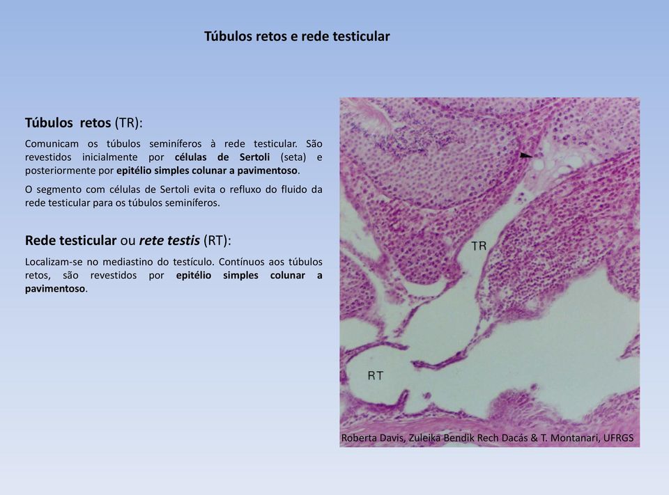 O segmento com células de Sertoli evita o refluxo do fluido da rede testicular para os túbulos seminíferos.