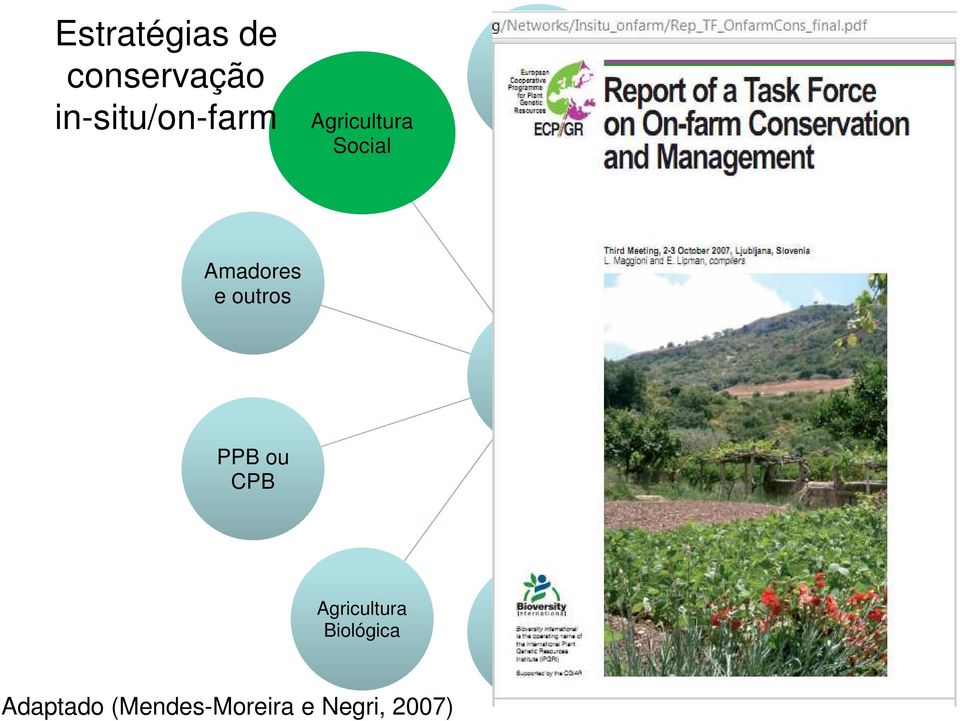 e Regional LRs On-Farm PPB ou CPB Organizaçõ es Agricultura Biológica