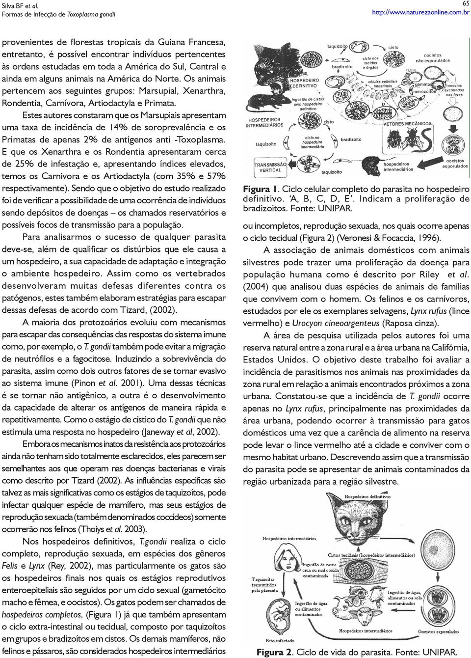 Estes autores constaram que os Marsupiais apresentam uma taxa de incidência de 14% de soroprevalência e os Primatas de apenas 2% de antígenos anti -Toxoplasma.