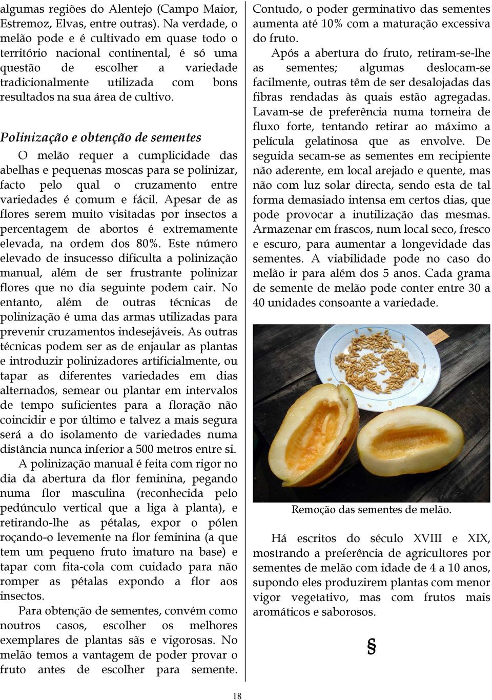 Polinização e obtenção de sementes O melão requer a cumplicidade das abelhas e pequenas moscas para se polinizar, facto pelo qual o cruzamento entre variedades é comum e fácil.