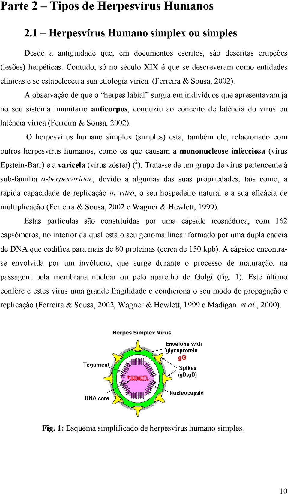 A observação de que o herpes labial surgia em indivíduos que apresentavam já no seu sistema imunitário anticorpos, conduziu ao conceito de latência do vírus ou latência vírica (Ferreira & Sousa,