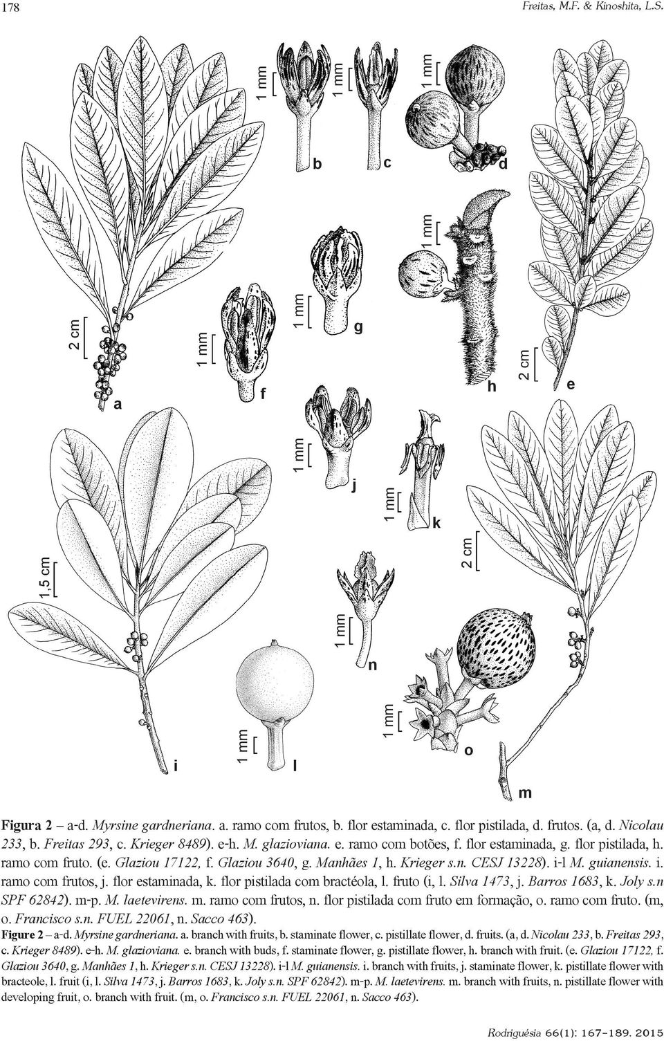 Krieger s.n. CESJ 13228). i-l M. guianensis. i. ramo com frutos, j. flor estaminada, k. flor pistilada com bractéola, l. fruto (i, l. Silva 1473, j. Barros 1683, k. Joly s.n SPF 62842). m-p. M. laetevirens.