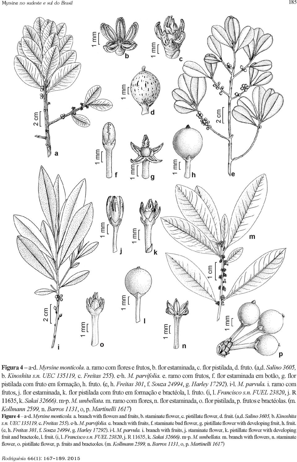 Freitas 301, f. Souza 24994, g. Harley 17292). i-l. M. parvula. i. ramo com frutos, j. flor estaminada, k. flor pistilada com fruto em formação e bractéola, l. fruto. (i, l. Francisco s.n. FUEL 23820, j.