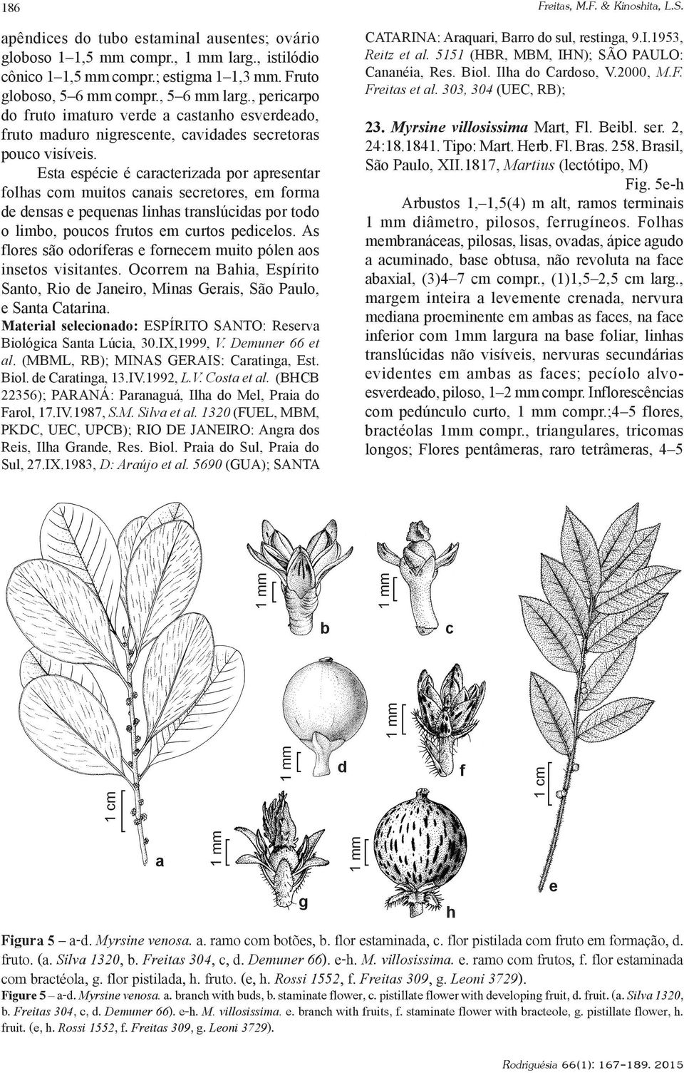 Esta espécie é caracterizada por apresentar folhas com muitos canais secretores, em forma de densas e pequenas linhas translúcidas por todo o limbo, poucos frutos em curtos pedicelos.