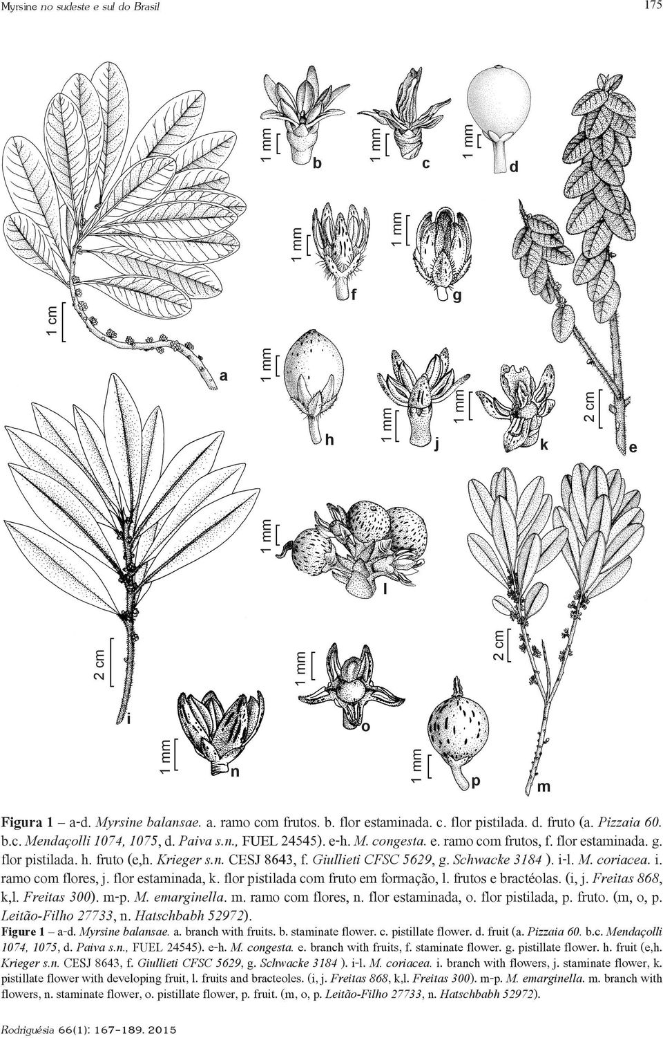 Schwacke 3184 ). i-l. M. coriacea. i. ramo com flores, j. flor estaminada, k. flor pistilada com fruto em formação, l. frutos e bractéolas. (i, j. Freitas 868, k,l. Freitas 300). m-p. M. emarginella.