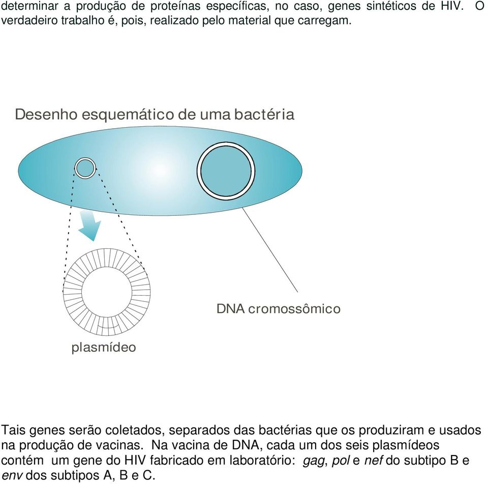 Desenho esquemático de uma bactéria DNA cromossômico plasmídeo Tais genes serão coletados, separados das bactérias